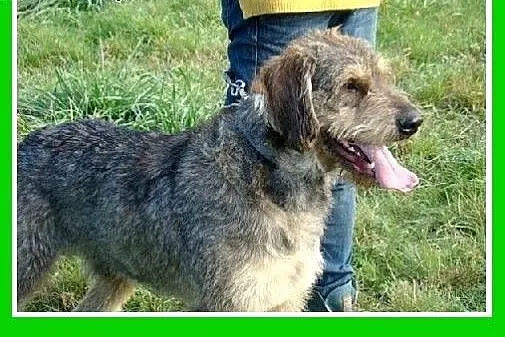 40 kg,owczarek mix,aktywny,duży,przyjazny pies SZC