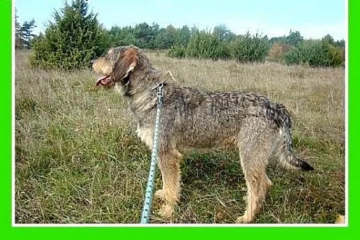 40 kg,owczarek mix,aktywny,duży,przyjazny pies SZC
