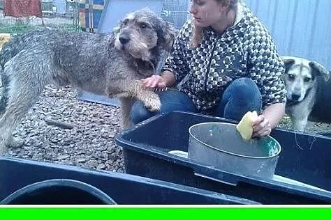 40 kg,owczarek mix,aktywny,duży,przyjazny pies SZC