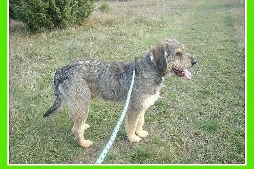 40 kg,owczarek mix,aktywny,duży,przyjazny pies SZC