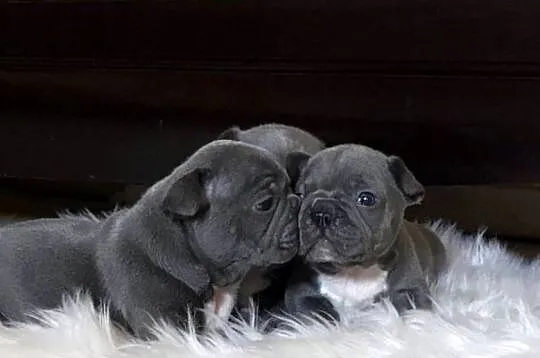 Buldog francuski niebieskie szczeniaki