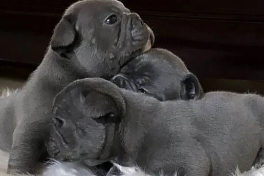 Buldog francuski niebieskie szczeniaki, Dolnośląskie, Wrocław