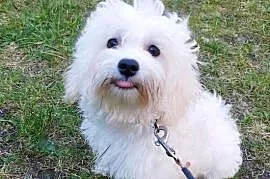 Piesek Maltipoo