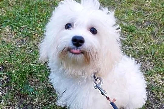 Piesek Maltipoo