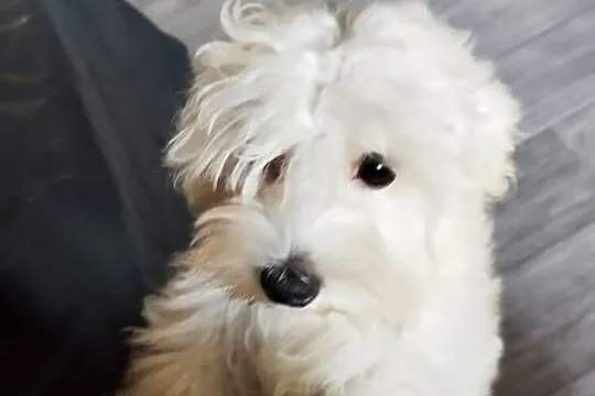 Piesek Maltipoo, Małopolskie, Kraków