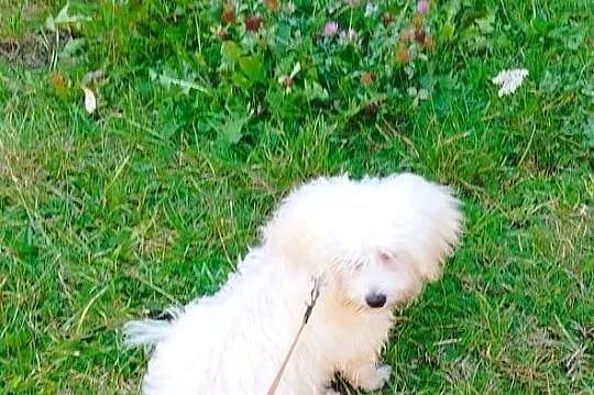 Piesek Maltipoo, Małopolskie, Kraków