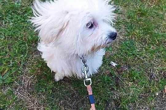 Piesek Maltipoo, Małopolskie, Kraków