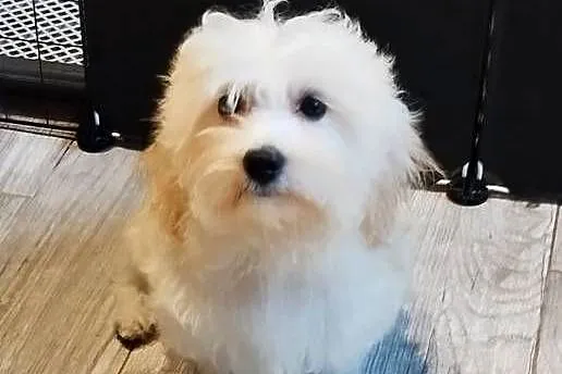 Piesek Maltipoo, Małopolskie, Kraków
