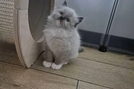Kocurek ragdoll FPL, Wielkopolskie, Ostrów Wielkopolski
