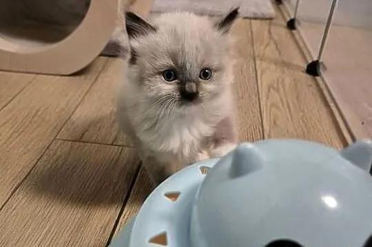 Kocurek ragdoll FPL, Wielkopolskie, Ostrów Wielkopolski