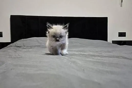 Kocurek ragdoll FPL, Wielkopolskie, Ostrów Wielkopolski