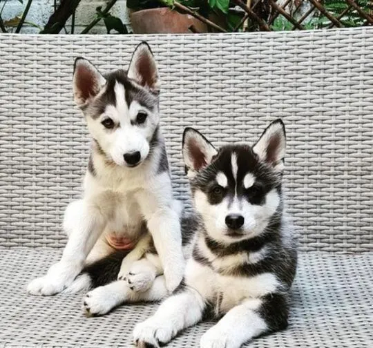 Szczenięta rasy husky syberyjski – zarejestrowane, czystej krwi, gotowe do adopcji