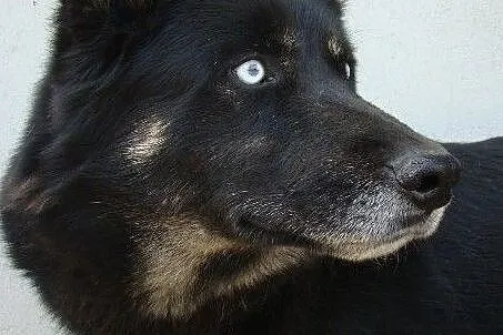 Piękny pies o błękitnych oczach! Pokochaj!!, Łódź