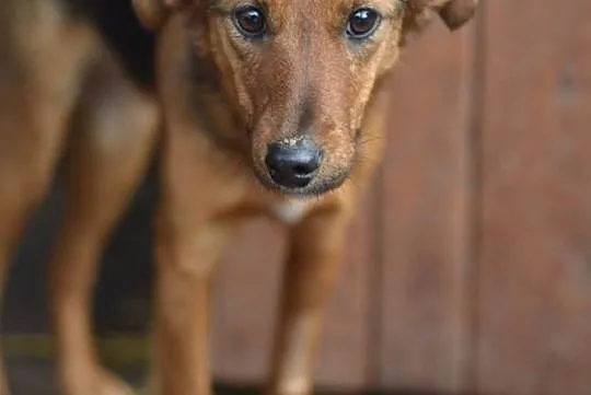 Drobniutka, delikatna Figa, przemiłą suczka do adopcji!