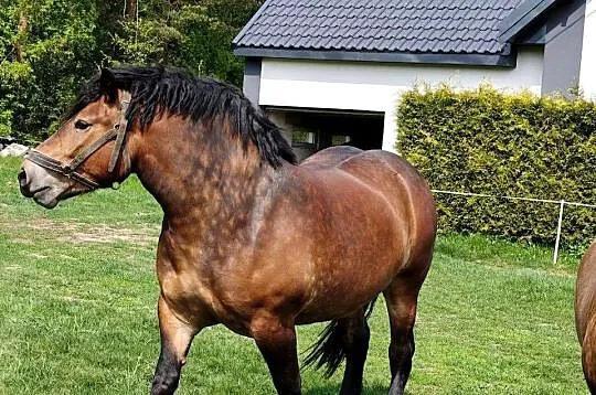 Sprzedam klacz Sokólska, Podlaskie, Nowy Cydzyn