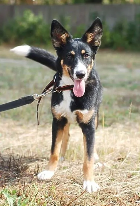 Abi - szczeniak do adopcji , łódzkie Skierniewice