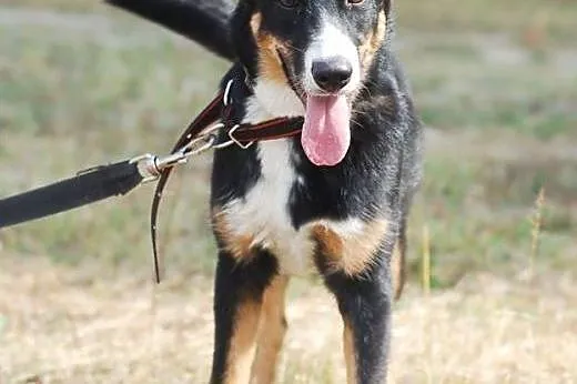 Abi - szczeniak do adopcji ,  łódzkie Skierniewice