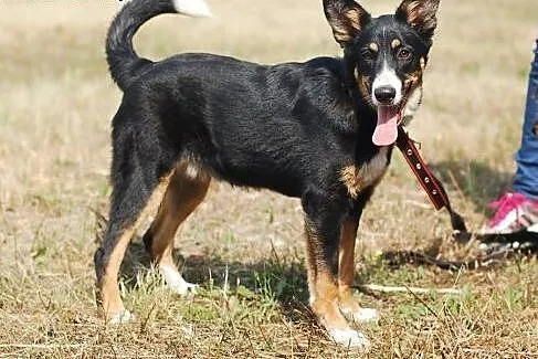 Abi - szczeniak do adopcji ,  łódzkie Skierniewice