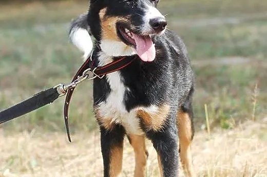 Abi - szczeniak do adopcji ,  łódzkie Skierniewice