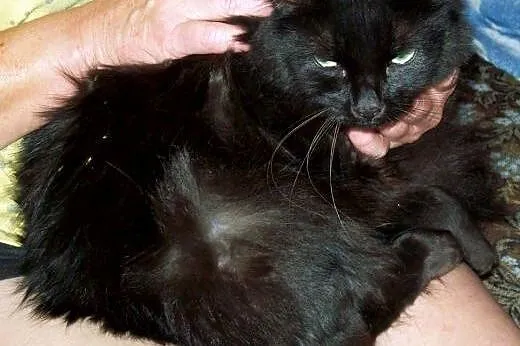 ZNALEZIONO czarną kotkę w typie rasy!!!,  mazowiec