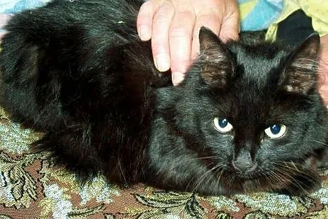 ZNALEZIONO czarną kotkę w typie rasy!!!,  mazowiec
