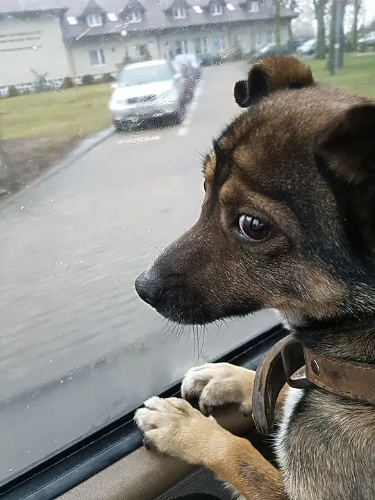 Edzio – maleństwo wagi piórkowej szuka domu + FILM