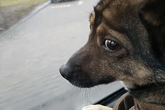 Edzio – maleństwo wagi piórkowej szuka domu + FILM