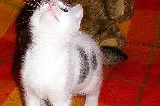 Słodki jak cukierek półroczny kocurek,  mazowiecki