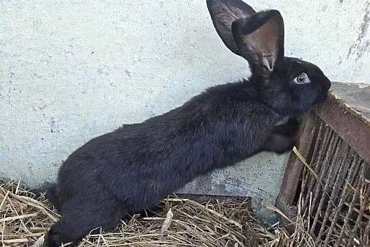 Olbrzymy Belegijskie, Lubelskie, Słupeczno