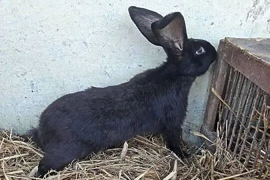 Olbrzymy Belegijskie, Lubelskie, Słupeczno
