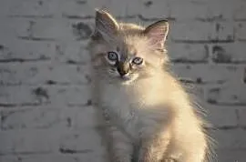 Śliczny kotek rasy Neva Masquerade, Radziejów