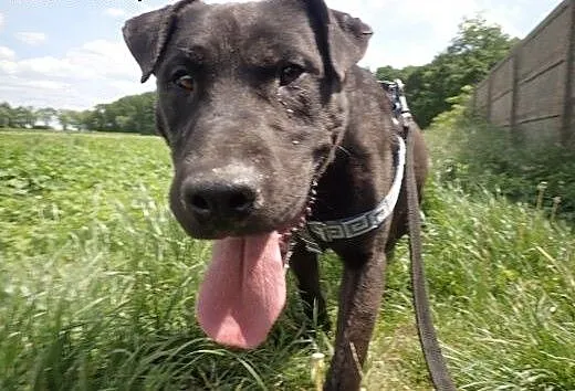 Andrew- amstaff do adopcji , mazowieckie Warszawa