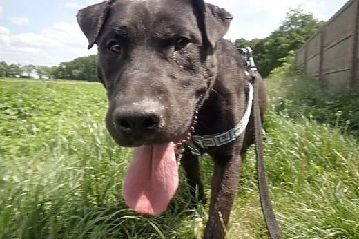 Andrew- amstaff do adopcji ,  mazowieckie Warszawa