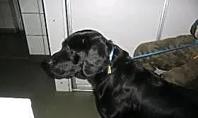 Młody czarny labrador szuka domu