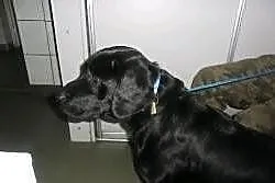 Młody czarny labrador szuka domu