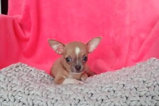 Urocze Chihuahua XXS Szukaja Kochajacego Domu!