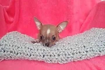 Urocze Chihuahua XXS Szukaja Kochajacego Domu!, Mazowieckie, Warszawa