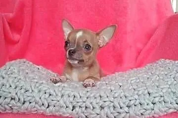 Urocze Chihuahua XXS Szukaja Kochajacego Domu!, Mazowieckie, Warszawa
