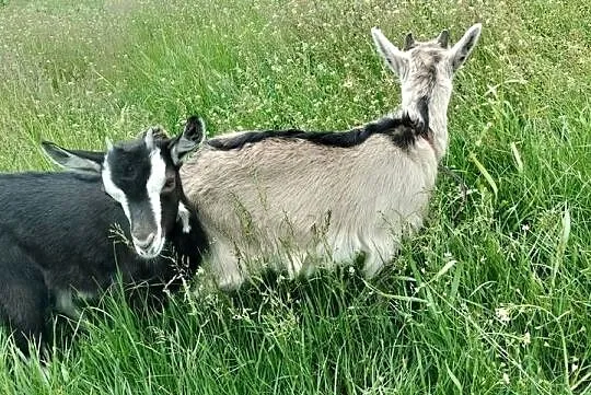 Koza i koziołek, Kujawsko-pomorskie, Wysocin
