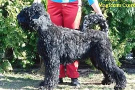 Strzyżenie psów Czarny Terier Rosyjski, Mechlin