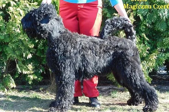 Strzyżenie psów Czarny Terier Rosyjski, Mechlin
