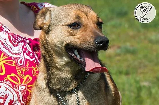 LILI młodziutka, niewielka sunia kochająca ludzi A