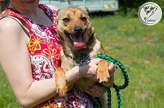 LILI młodziutka, niewielka sunia kochająca ludzi A