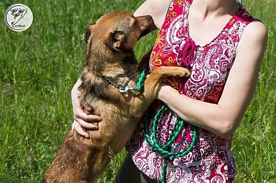 LILI młodziutka, niewielka sunia kochająca ludzi A