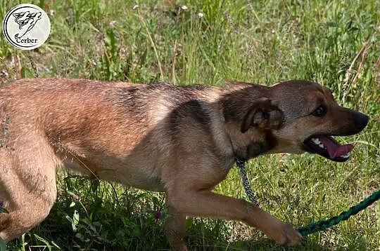 LILI młodziutka, niewielka sunia kochająca ludzi A