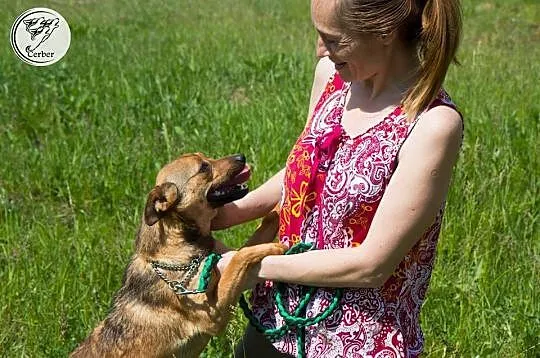 LILI młodziutka, niewielka sunia kochająca ludzi A