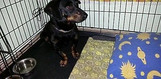 Jamnik Snupi do adopcji, Jamnik cała Polska
