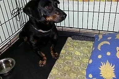 Jamnik Snupi do adopcji,  Jamnik cała Polska