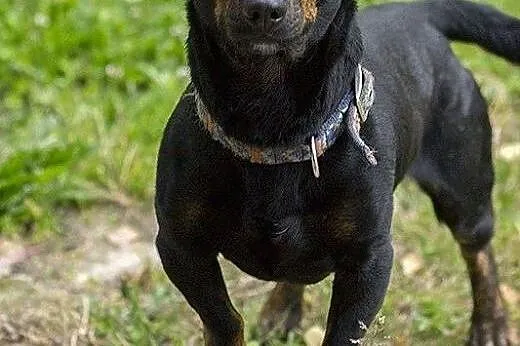 Jamnik Snupi do adopcji,  Jamnik cała Polska