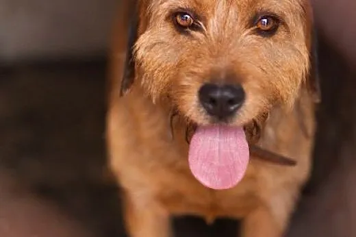 terrierowaty JULIAN do adopcji,  łódzkie Łódź